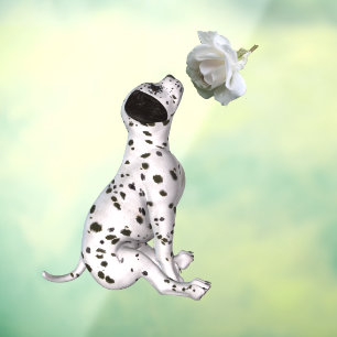 Dalmatian Puppy And White Rose
