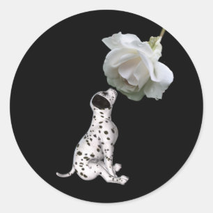 Dalmatian Puppy And White Rose Sticker