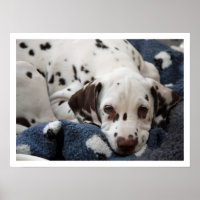 Dalmatian Puppy