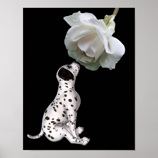 Dalmatian Puppy Smelling White Rose Poster (Front)