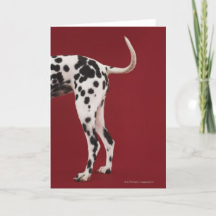 Dalmatian Rear Card