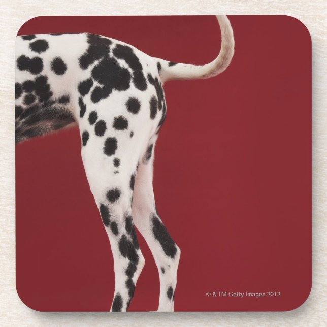 Dalmatian Rear Coaster (Front)