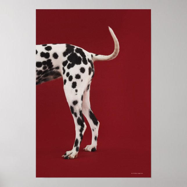 Dalmatian Rear Poster (Front)