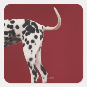 Dalmatian Rear Square Sticker