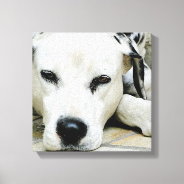 Dalmatian Resting  Canvas Print (Front)
