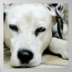 Dalmatian Resting Poster