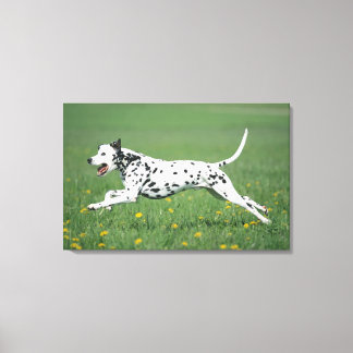 Dalmatian Running Canvas Print