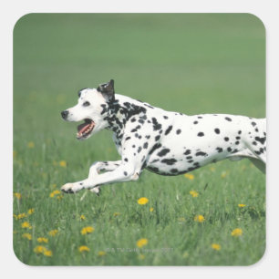Dalmatian Running Square Sticker