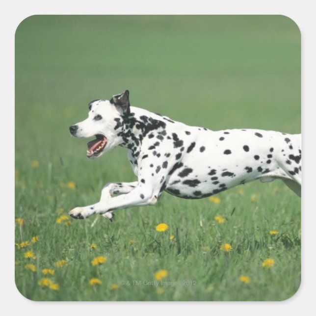 Dalmatian Running Square Sticker (Front)