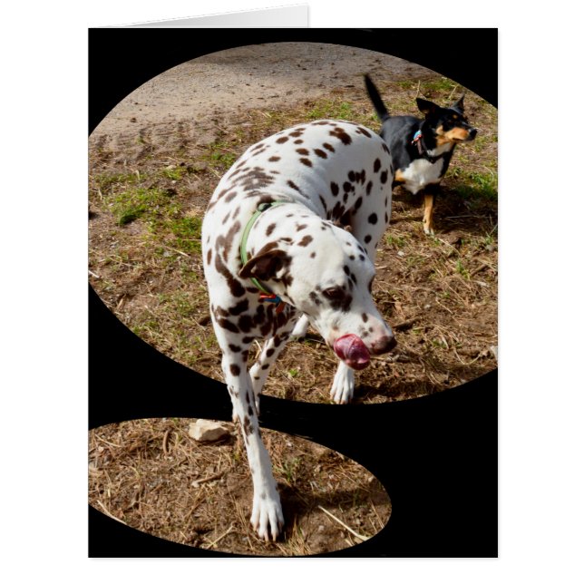 Dalmatian Window Art, (Front)