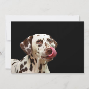 Dalmatiner Thank You Card