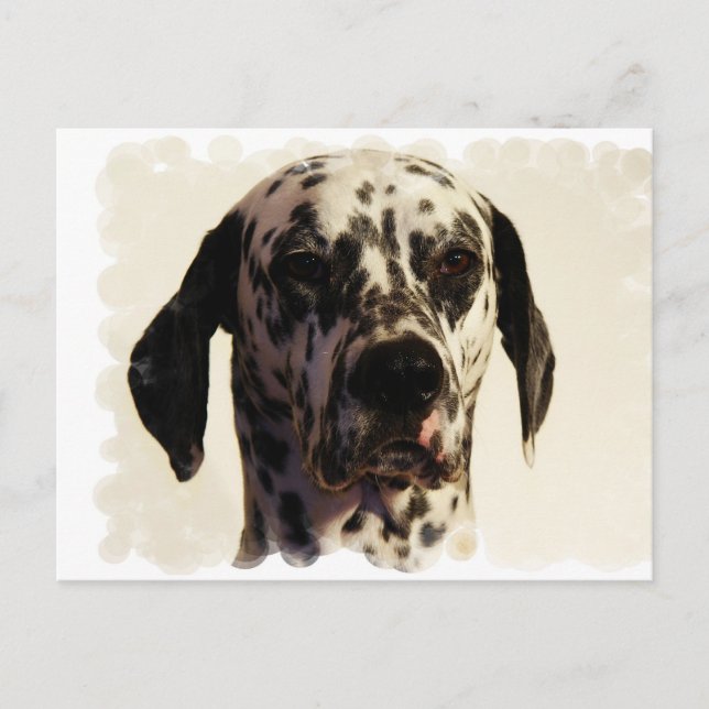 Dalmation Dog Postcard (Front)