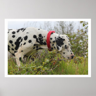 Dalmation in Grass Poster