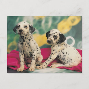 Dalmation Puppies Postcard