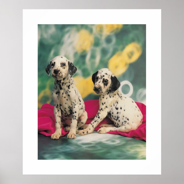 Dalmation Puppies Poster (Front)