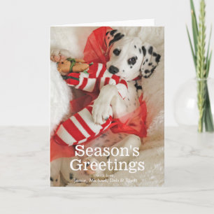 Dalmation puppy with Christmas stocking and holly Holiday Card