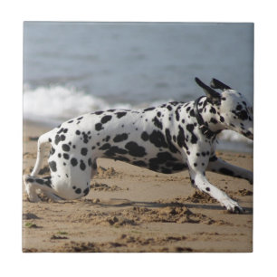 Dalmation Tile