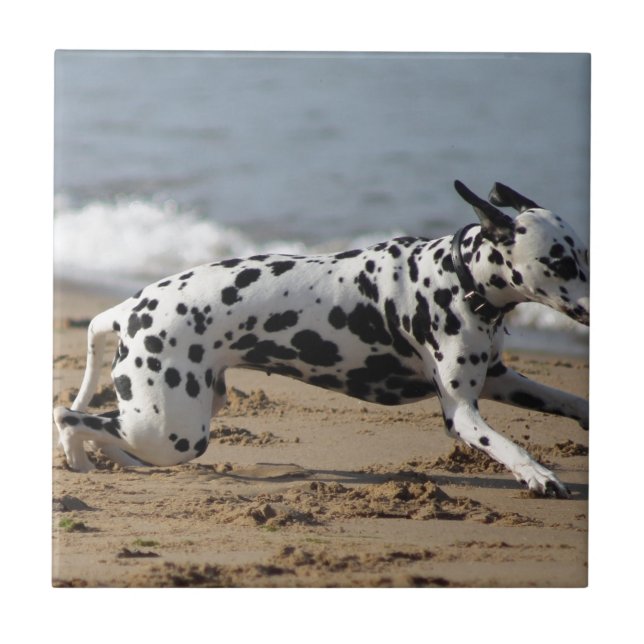 Dalmation Tile (Front)