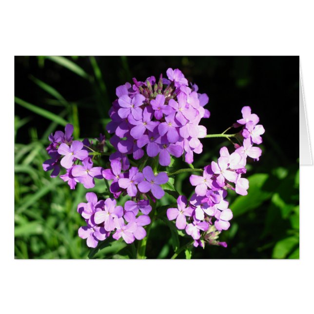 Dame's Rocket (Front Horizontal)