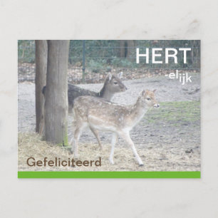 Damherten HERTelijk Gefeliciteerd Briefkaart Postcard