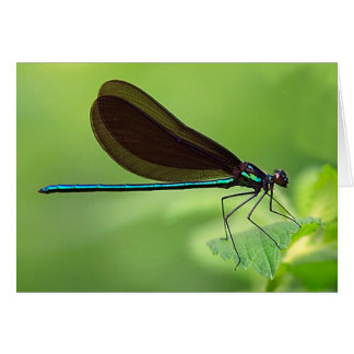 Damsel Fly