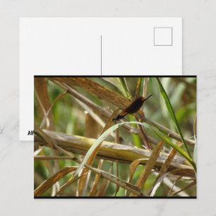 Damselfly Amongst the Bamboo Postcard