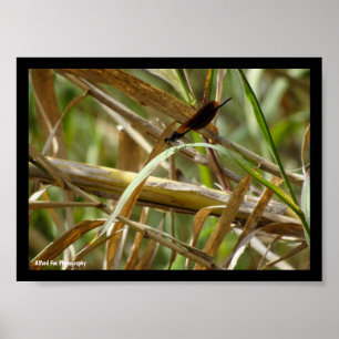 Damselfly Amongst the Bamboo Poster