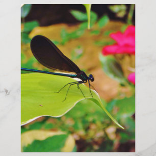 Damselfly and Rose