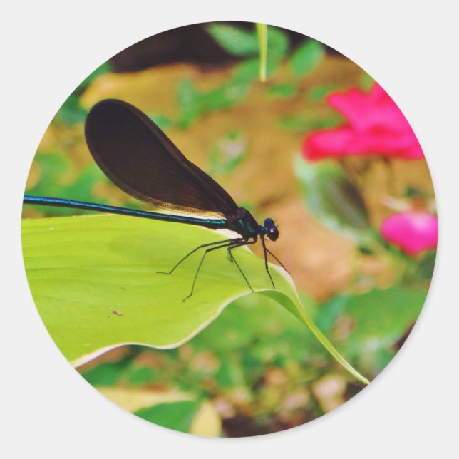 Damselfly and Rose Classic Round Sticker (Front)