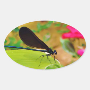 Damselfly and Rose Oval Sticker