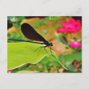 Damselfly and Rose Postcard