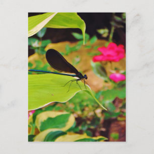Damselfly and Rose Postcard