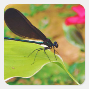 Damselfly and Rose Square Sticker