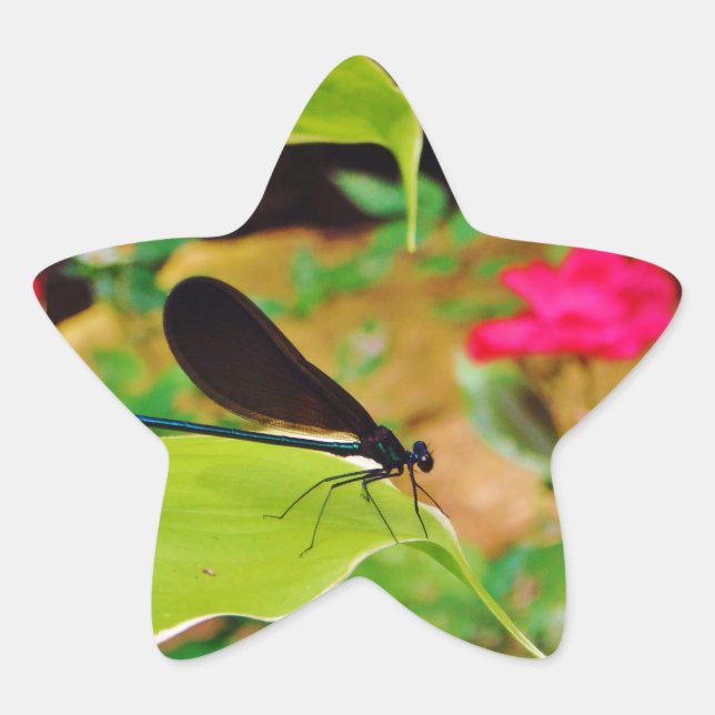 Damselfly and Rose Star Sticker (Front)