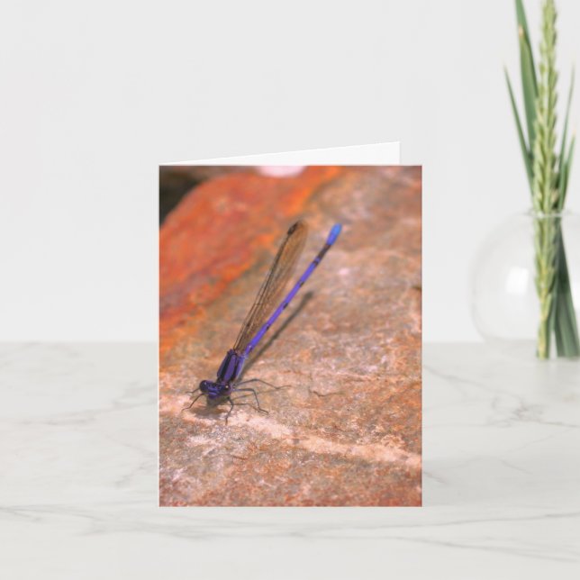 Damselfly Dragonfly Nature Note Card (Front)