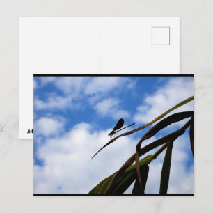 Damselfly in Blue Sky Postcard