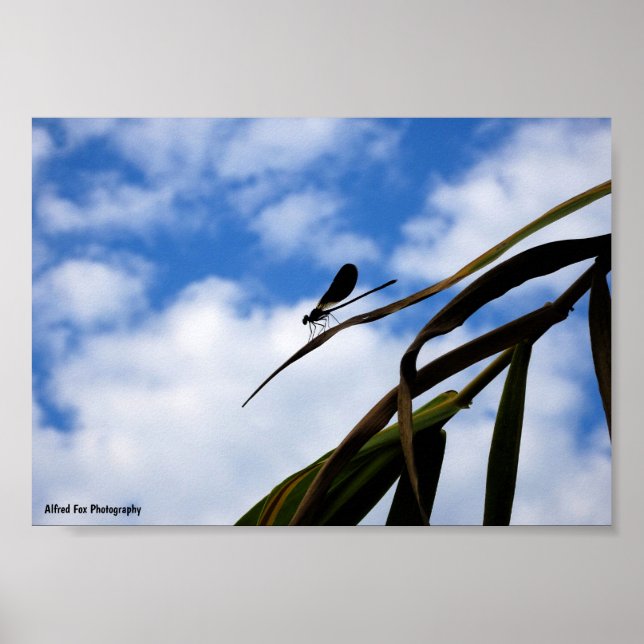 Damselfly in Blue Sky Poster (Front)