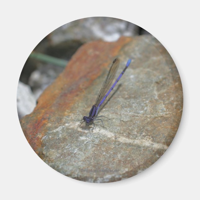 Damselfly Nature Photography Magnet (Front)