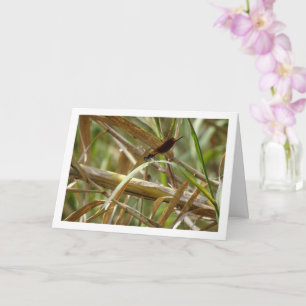 Damselfly Portrait Card