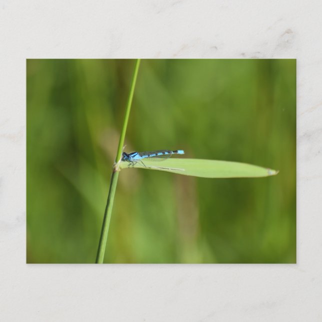 Damselfly  postcard (Front)
