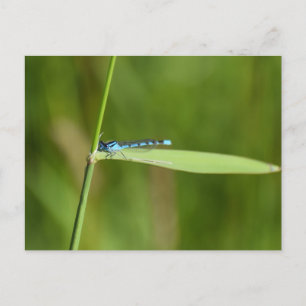 Damselfly postcard