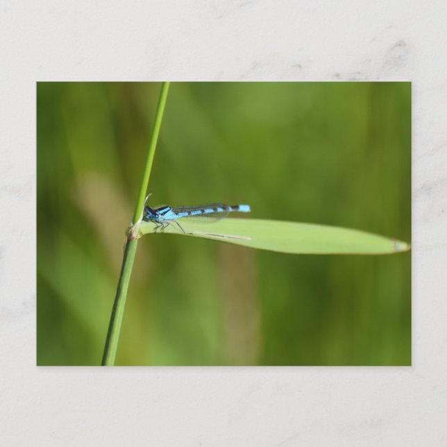 Damselfly  postcard (Front)