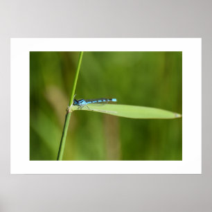 Damselfly poster