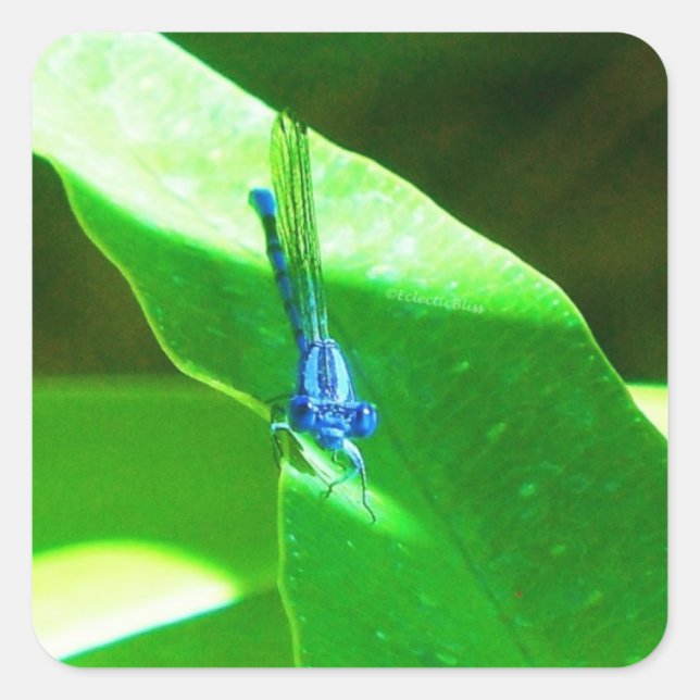 Damselfly Square Sticker (Front)