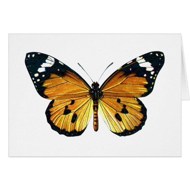 Danaus chrysippus butterfly (Front Horizontal)