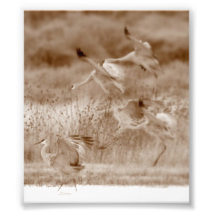 dance of the Cranes Photo Print