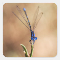 Dance of the damselfly