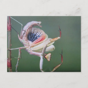 Dance of worship postcard