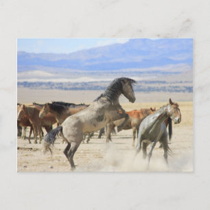 Dances With Hooves Postcard