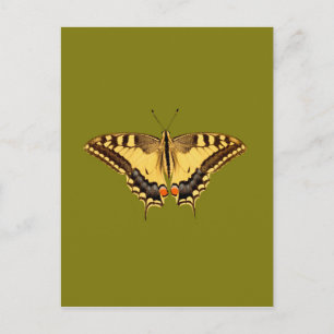 Dancing Butterfly Postcard